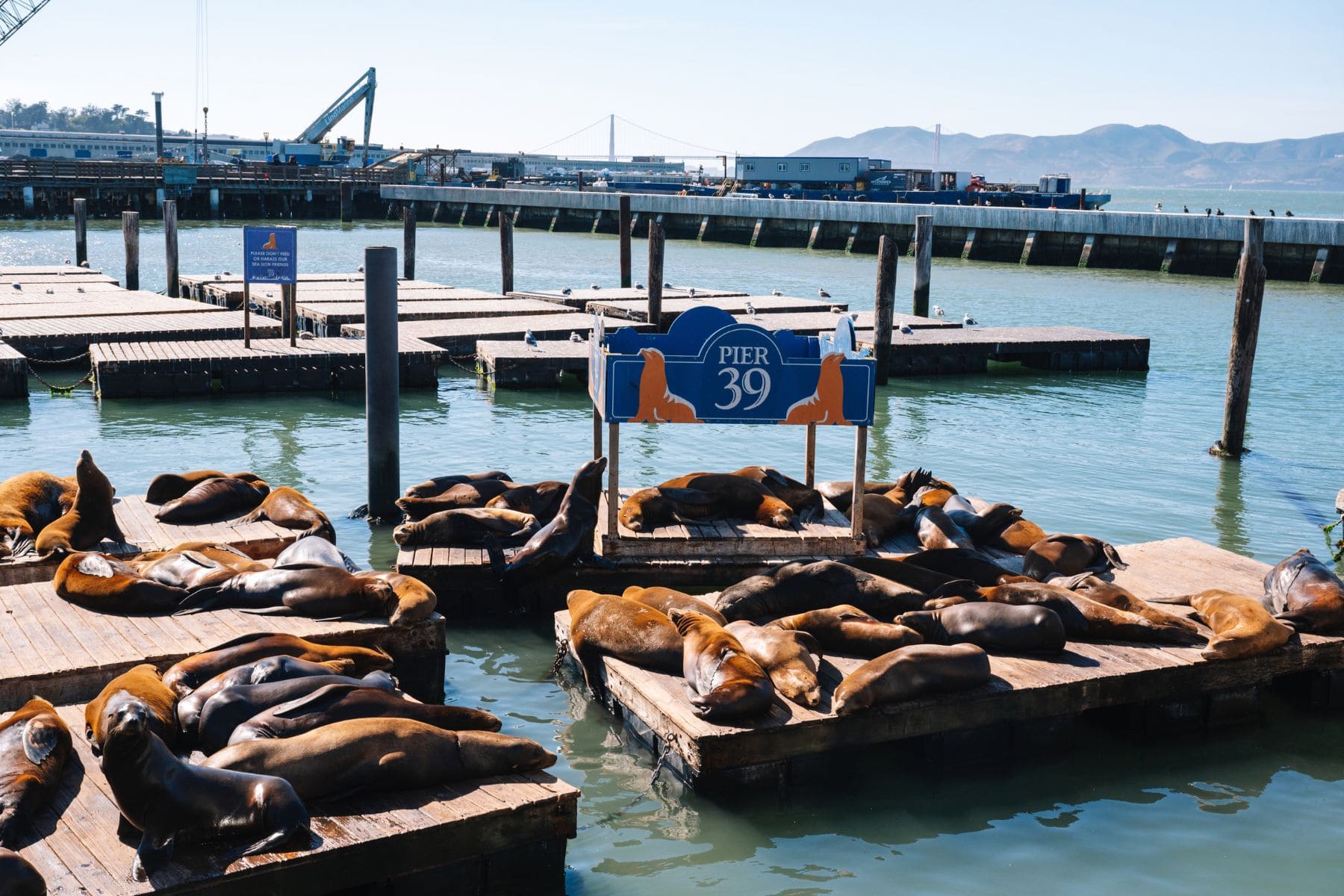 pier 39